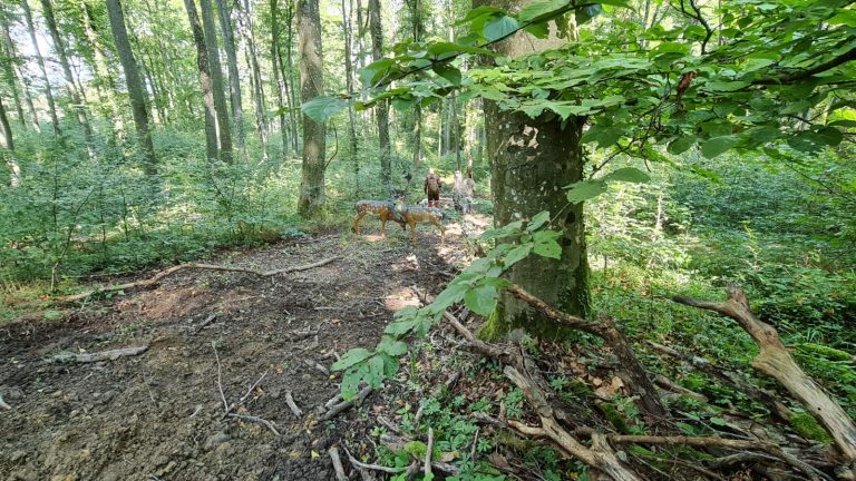 3D Geierschlucht 2021 – Auf dem Parcours | Arrowclub Dudelange