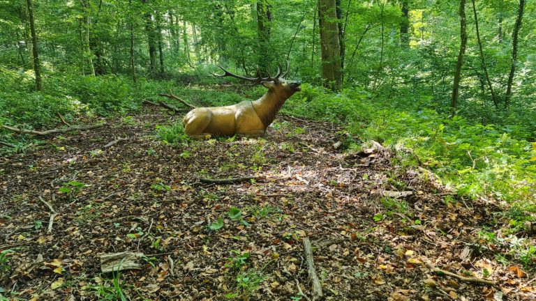 3D Geierschlucht 2021 – 3D-Ziele | Arrowclub Dudelange