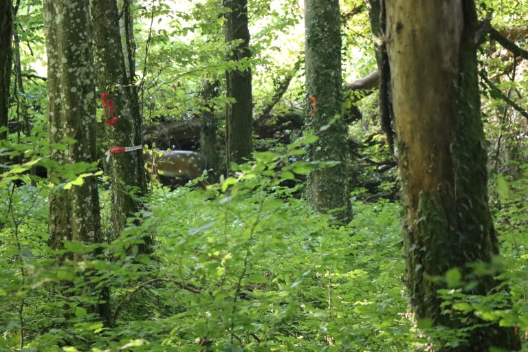 3D Geierschlucht 2025 – Bogenschützen auf dem 3D-Parcours | Arrowclub Dudelange