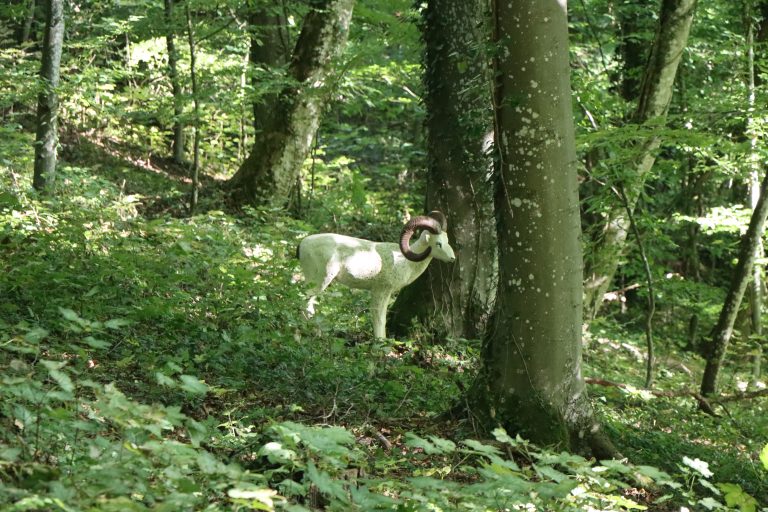 3D Geierschlucht 2025 – Bogenschützen auf dem 3D-Parcours | Arrowclub Dudelange