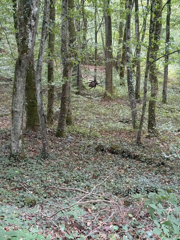 Hoher, lichter Laubwald mit moosigen Baumstämmen