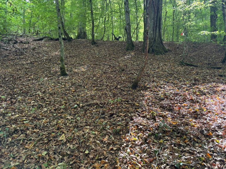 Lichter Laubwald mit laubbedecktem Boden