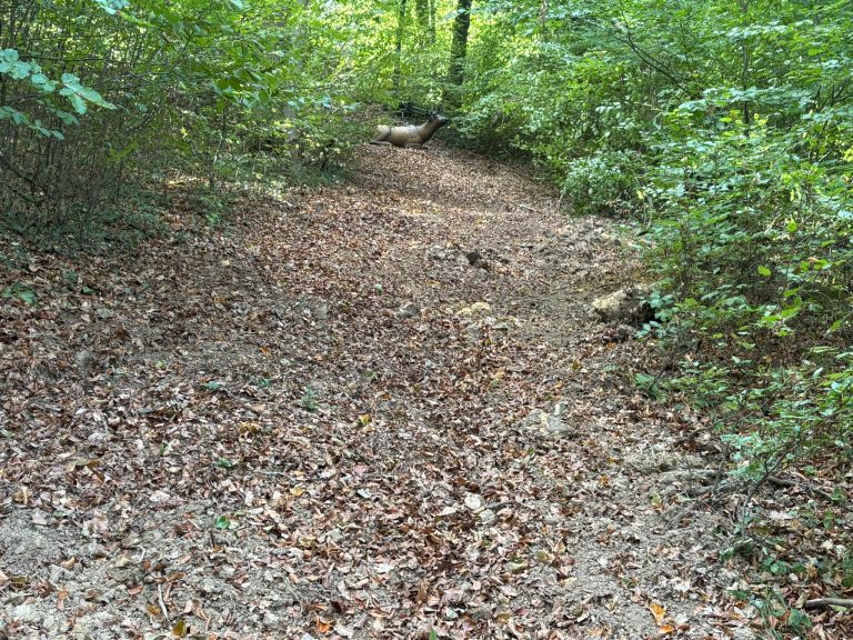 Breiter, laubbedeckter Waldweg zwischen grünen Büschen
