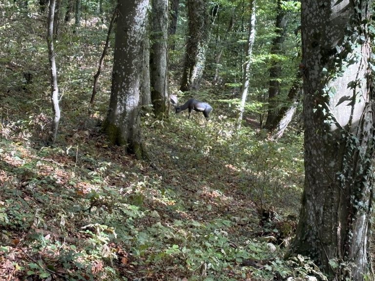 3D-Tierziel auf einem bewachsenen Waldhang zwischen Bäumen