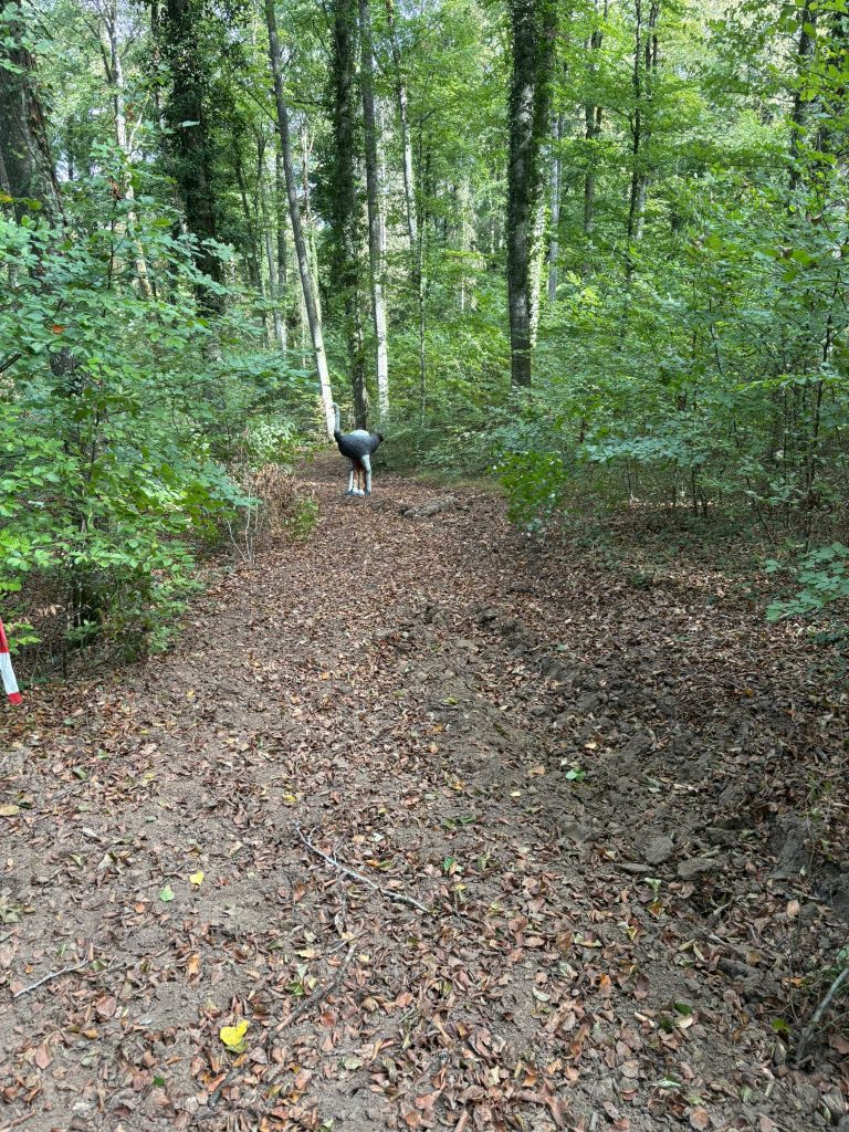 Laubbedeckter Waldpfad, am Ende steht ein 3D-Ziel