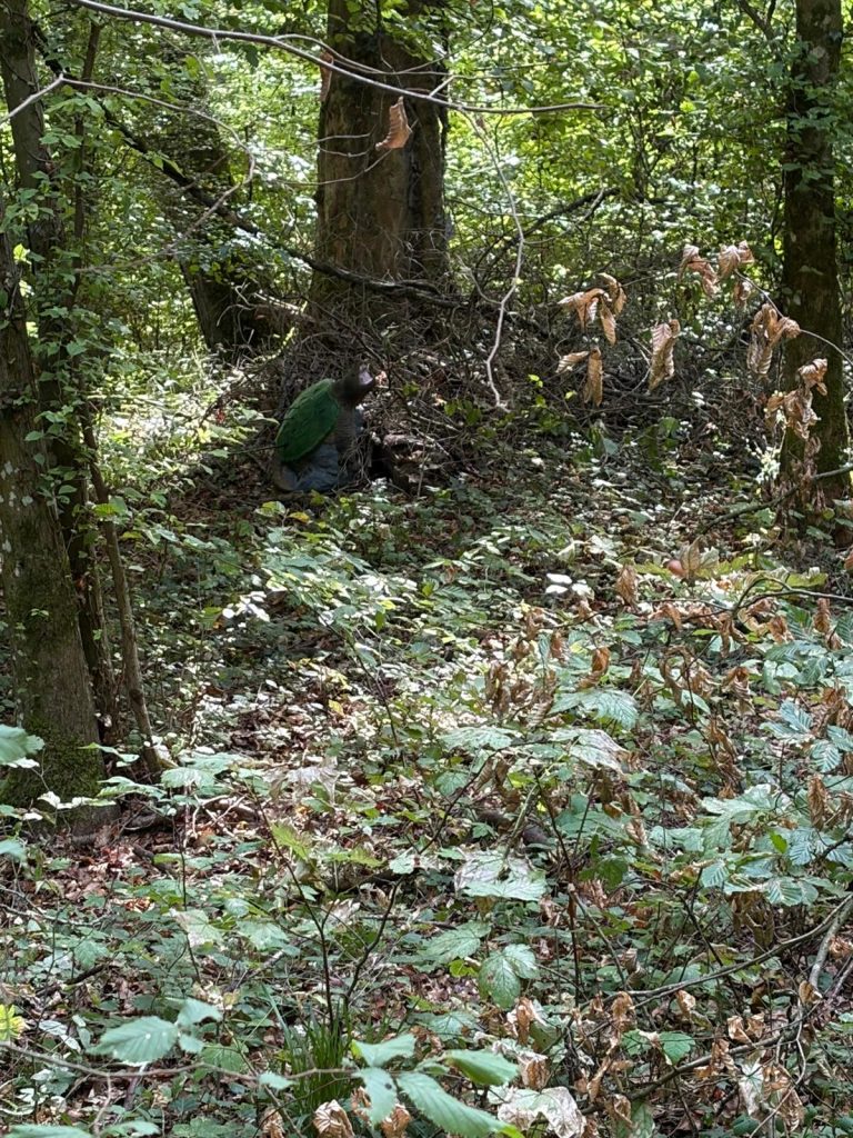 Dicht bewachsener Waldhang mit versteckt stehendem 3D-Ziel