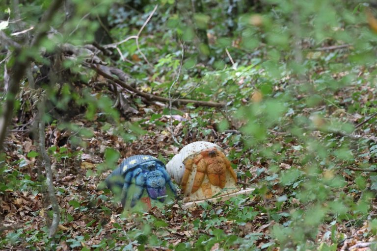 Zwei kleine bunte 3D-Ziele in Blau und Orange im Laub am Waldboden