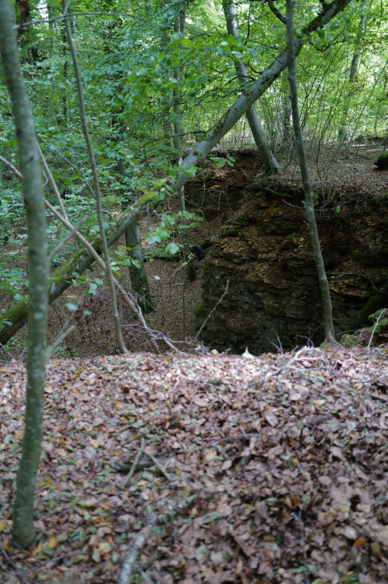 Laubbedeckter Waldboden vor einer moosbewachsenen Felswand