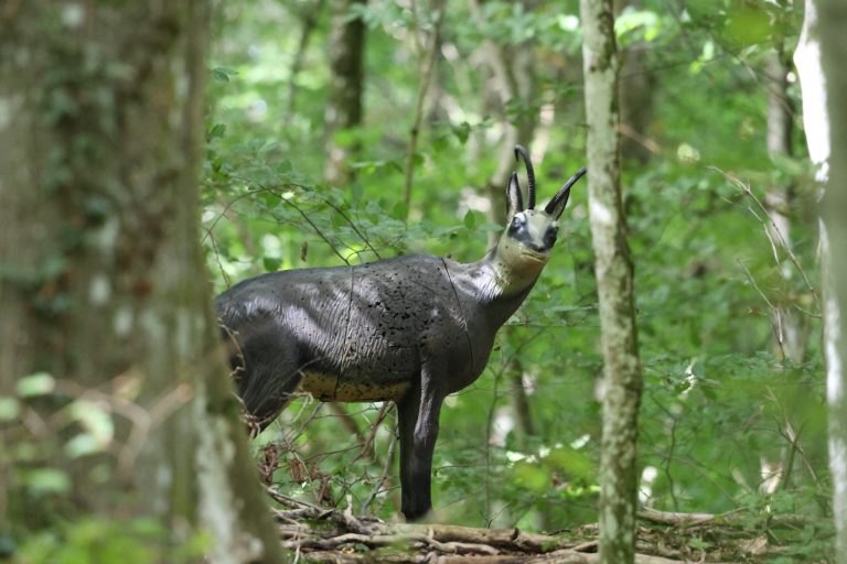 3D-Ziel einer Gämse zwischen Baumstämmen im Wald