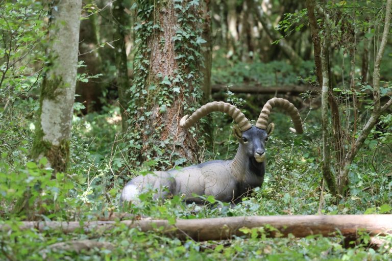 3D-Ziel eines liegenden Steinbocks mit großen Hörnern im Wald