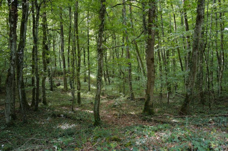 Lichter Buchenwald mit schlanken Stämmen und grünem Waldboden