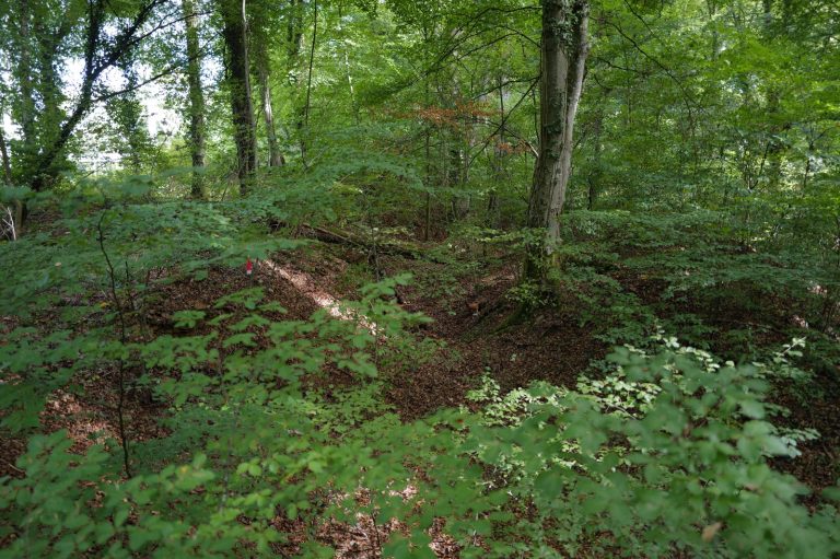 Grüne Senke in einem Laubwald mit dichtem Unterwuchs