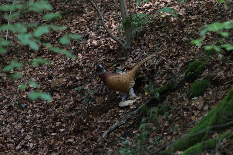 3D-Ziel eines Auerhahns auf dem laubbedeckten Waldhang