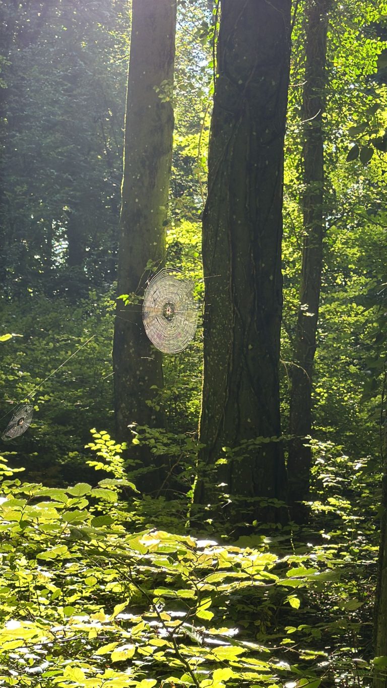 3D Geierschlucht 2025 – Bogenschützen auf dem 3D-Parcours | Arrowclub Dudelange