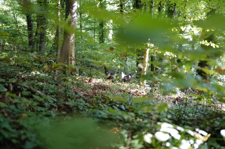 3D Geierschlucht 2025 – Bogenschützen auf dem 3D-Parcours | Arrowclub Dudelange
