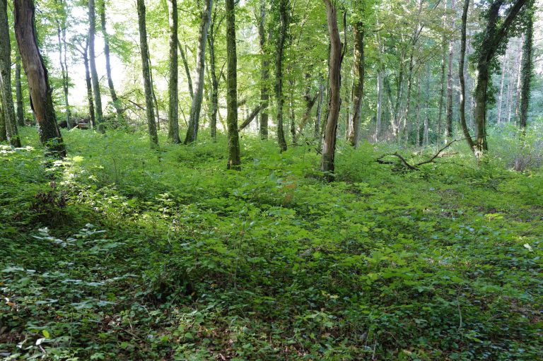 3D Geierschlucht 2025 – Bogenschützen auf dem 3D-Parcours | Arrowclub Dudelange