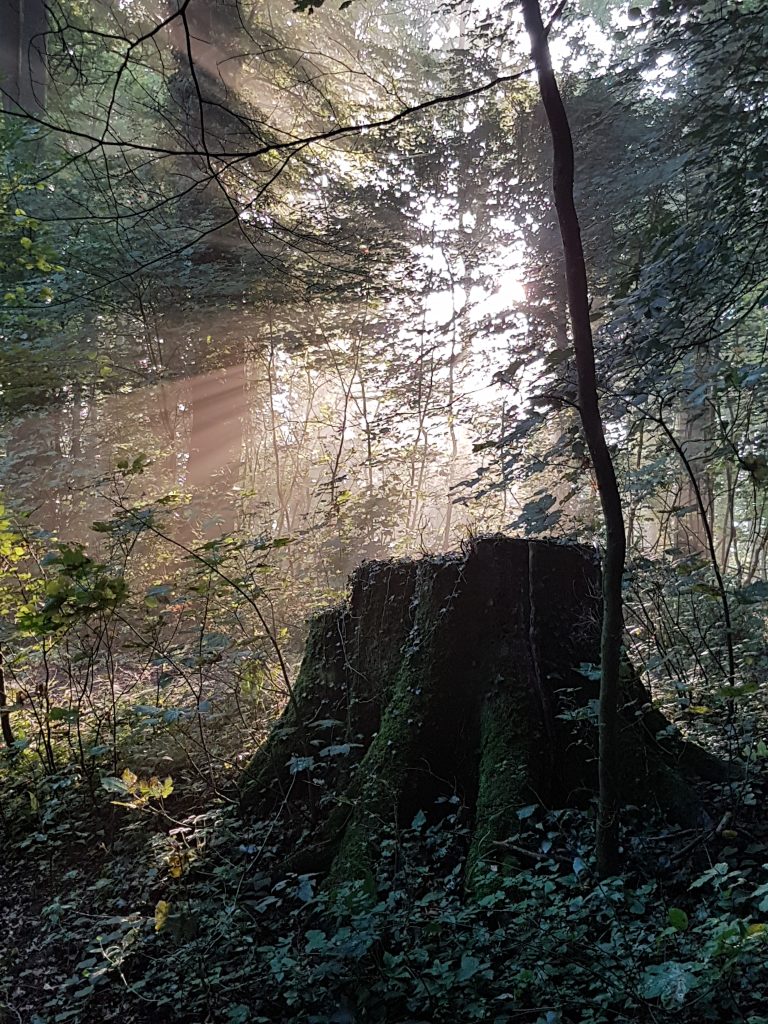 3D Geierschlucht 2017 – Aufbau des Parcours | Arrowclub Dudelange