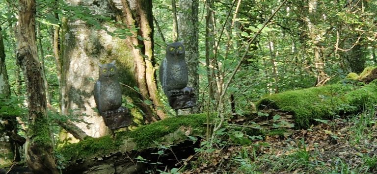 3D Geierschlucht 2024 – Aufbau des Parcours | Arrowclub Dudelange