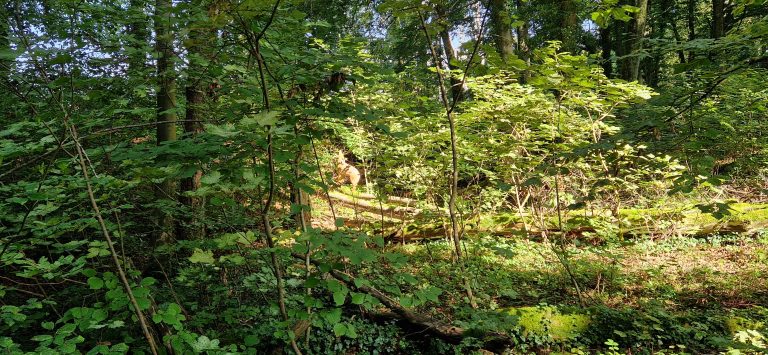 3D Geierschlucht 2024 – Aufbau des Parcours | Arrowclub Dudelange