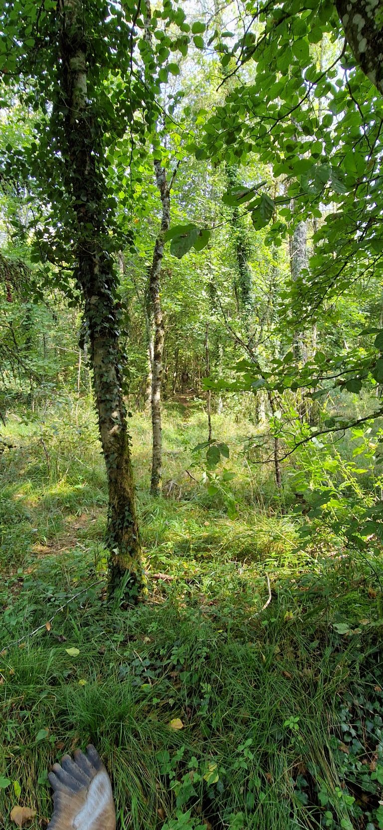 3D Geierschlucht 2024 – Aufbau des Parcours | Arrowclub Dudelange