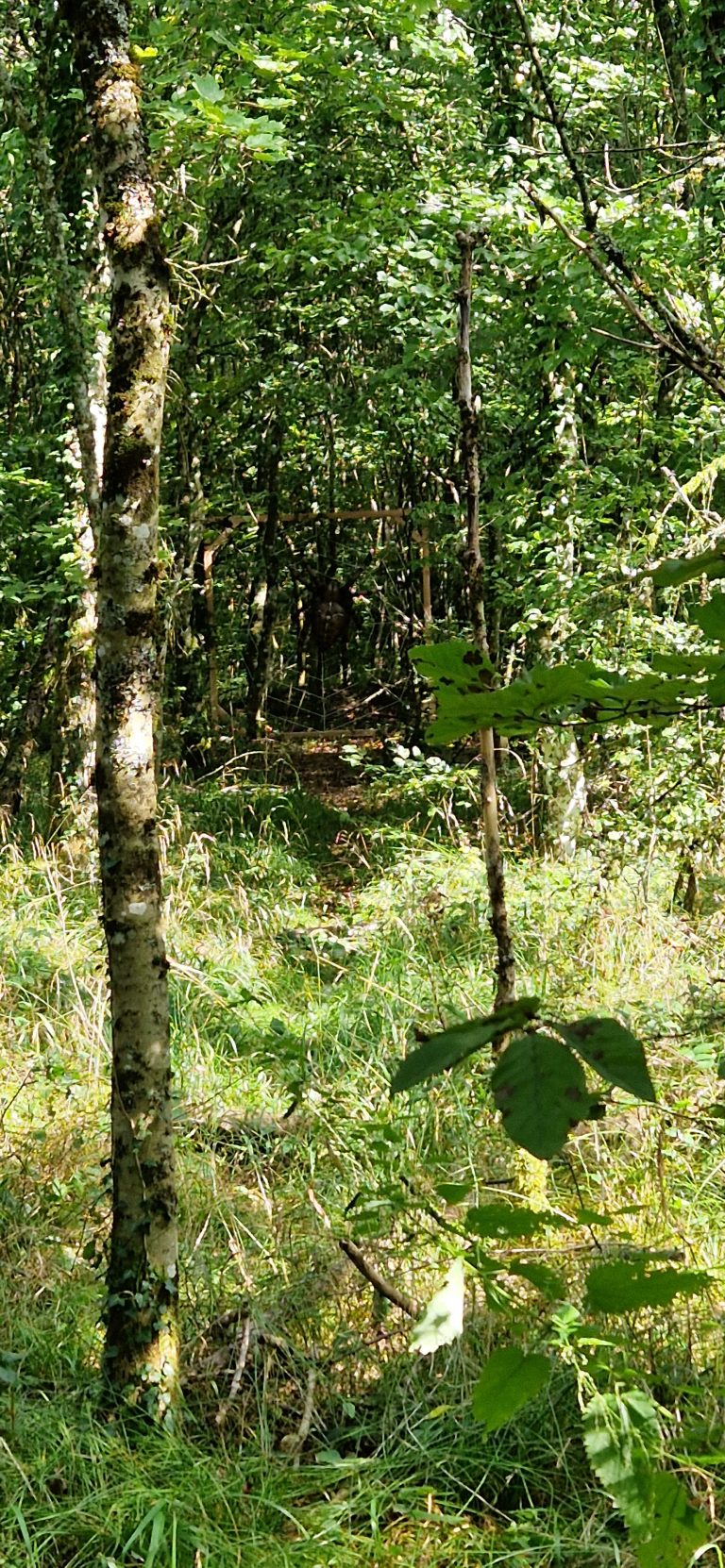 3D Geierschlucht 2024 – Aufbau des Parcours | Arrowclub Dudelange