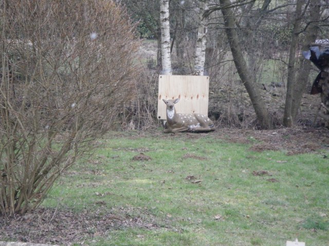 3D Breux 2010, Arrowclub Dudelange