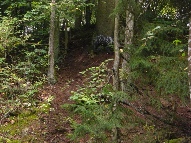 3D Escher Juegd 2008 – Auf dem Parcours, Arrowclub Dudelange