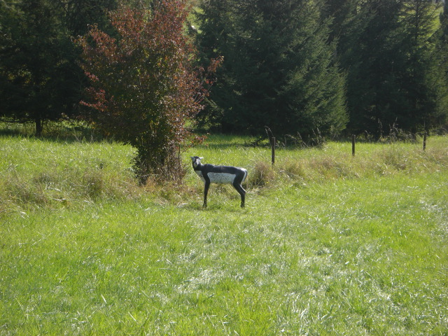 3D-Meisterschaft Walferdange 2008, Arrowclub Dudelange