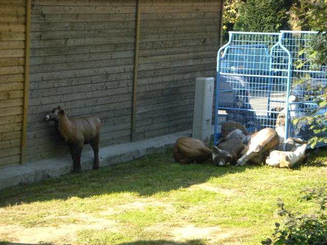 3D-Meisterschaft Walferdange 2008, Arrowclub Dudelange