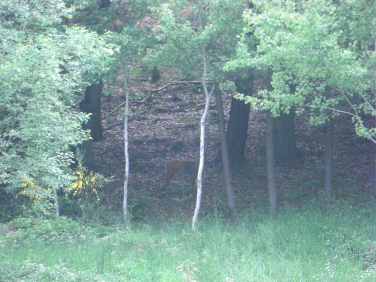 3D Geierschlucht 2009, Arrowclub Dudelange