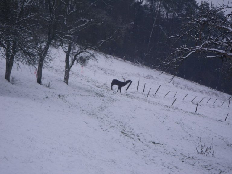 Winter-3D, Januar 2015 – Fotoarchiv 2015, Arrowclub Dudelange