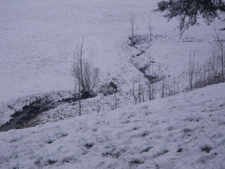 Winter-3D, Januar 2015 – Fotoarchiv 2015, Arrowclub Dudelange