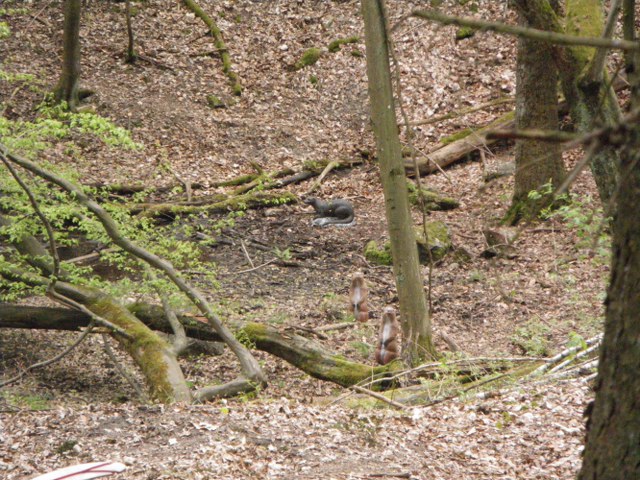 3D-Turnier, April 2011 – Fotoarchiv 2011, Arrowclub Dudelange