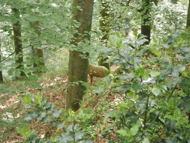 Parcours im Mai 2011 – Fotoarchiv 2011, Arrowclub Dudelange