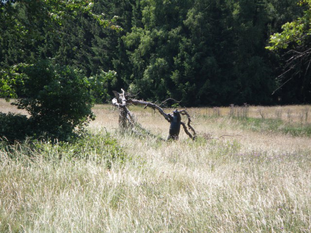 3D-Turnier über mehrere Tage, Juni 2011 – Fotoarchiv 2011, Arrowclub Dudelange