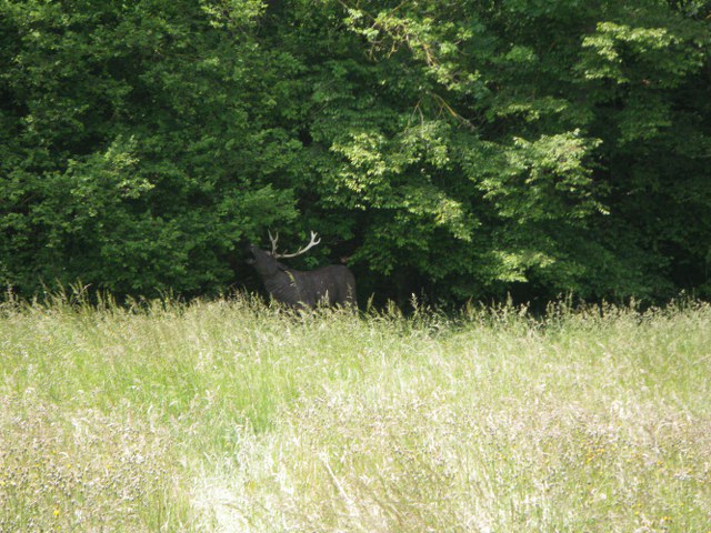 3D-Turnier über mehrere Tage, Juni 2011 – Fotoarchiv 2011, Arrowclub Dudelange
