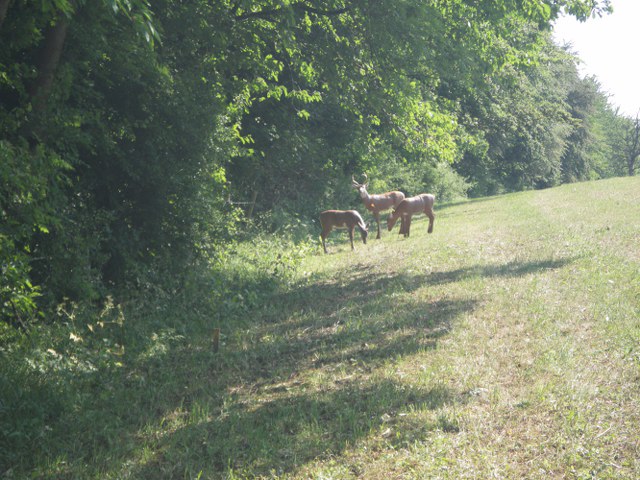3D-Turnier über mehrere Tage, Juni 2011 – Fotoarchiv 2011, Arrowclub Dudelange