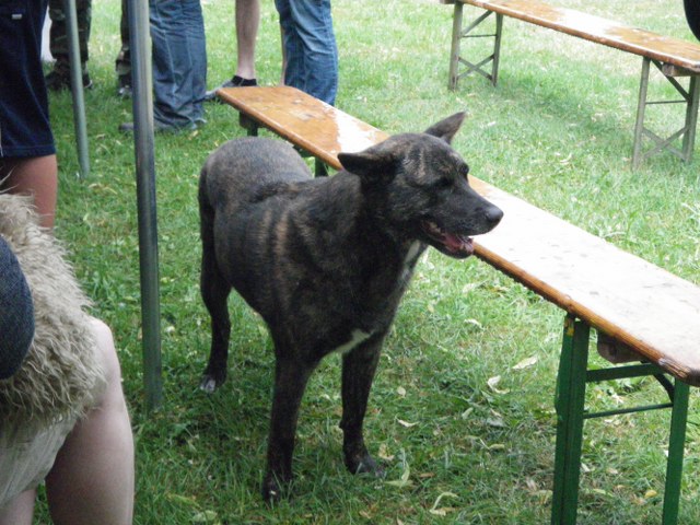 3D-Turnier über mehrere Tage, Juni 2011 – Fotoarchiv 2011, Arrowclub Dudelange