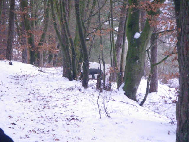 Winter-3D, Januar 2013 – Fotoarchiv 2013, Arrowclub Dudelange