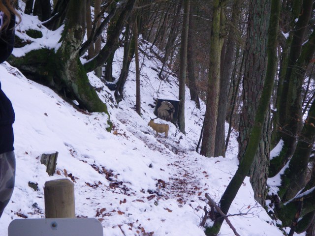 Winter-3D, Januar 2013 – Fotoarchiv 2013, Arrowclub Dudelange