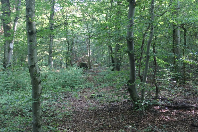 3D Geierschlucht 2024 – Auf dem Parcours | Arrowclub Dudelange