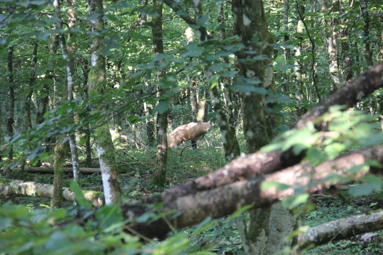 3D Geierschlucht 2024 – Auf dem Parcours | Arrowclub Dudelange