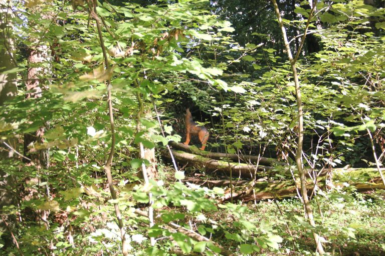 3D Geierschlucht 2024 – Auf dem Parcours | Arrowclub Dudelange
