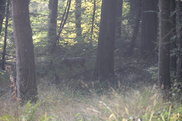 3D Geierschlucht 2017 – Auf dem Parcours | Arrowclub Dudelange