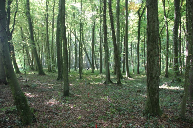 3D Geierschlucht 2017 – Auf dem Parcours | Arrowclub Dudelange