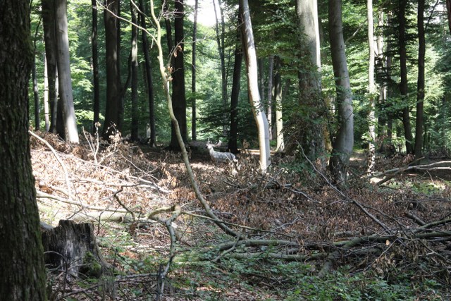 3D-Turnier, August 2013 – Fotoarchiv 2013, Arrowclub Dudelange