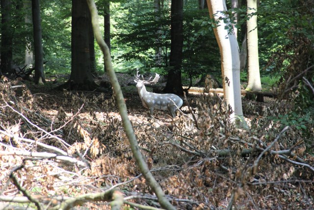 3D-Turnier, August 2013 – Fotoarchiv 2013, Arrowclub Dudelange