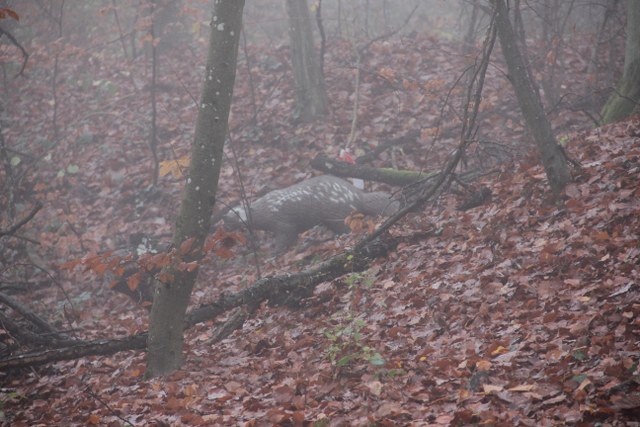 3D Geierschlucht 2011, Arrowclub Dudelange