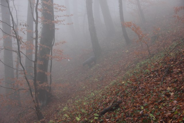 3D Geierschlucht 2011, Arrowclub Dudelange