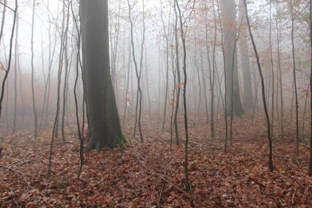 3D Geierschlucht 2011, Arrowclub Dudelange